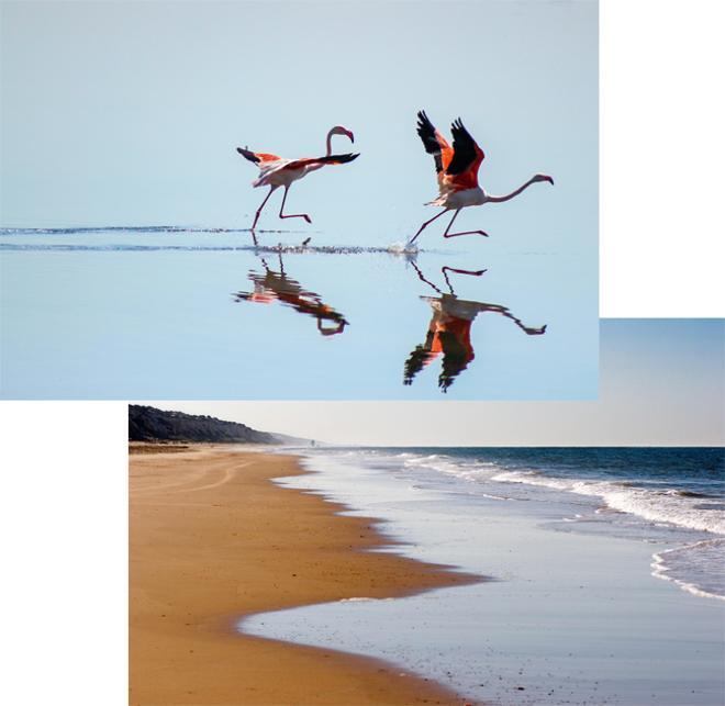 Flamencos en el Parque Natural de Doñana y playa de Matalascañas