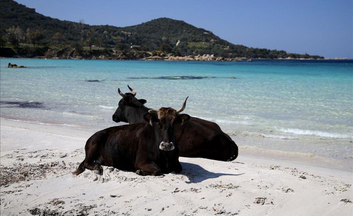 Dos vacas descansan en la playa de Porticcio, en Córcega.