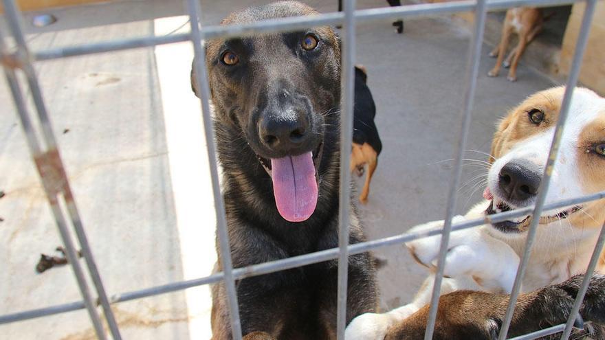 Perros acogidos en la Protectora de Animales de Málaga.