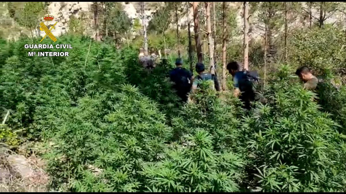 Dispositivo de la Guardia Civil que ha incautado 44.000 plantas de Marihuana en el Pirineo