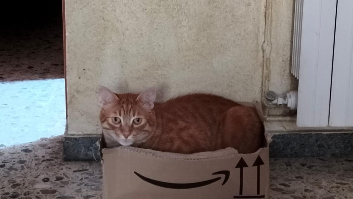 El gat Leo a la seva capsa de cartó