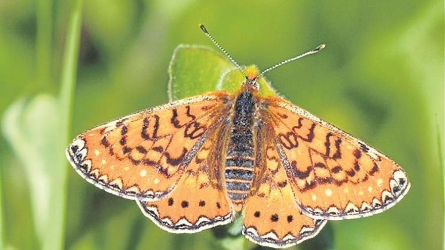 Las mariposas de España «cambian de identidad» para acercarse al público