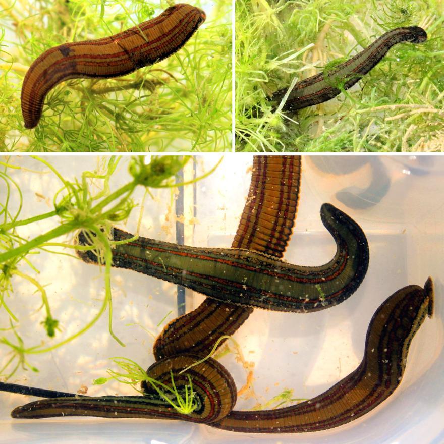 El ovetense que estudia el uso