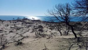 El incendio originado hace ya siete años en el paraje natural de Las Peñuelas arrasó más de 10.000 ha, por lo que se consideró un gran incendio forestal.