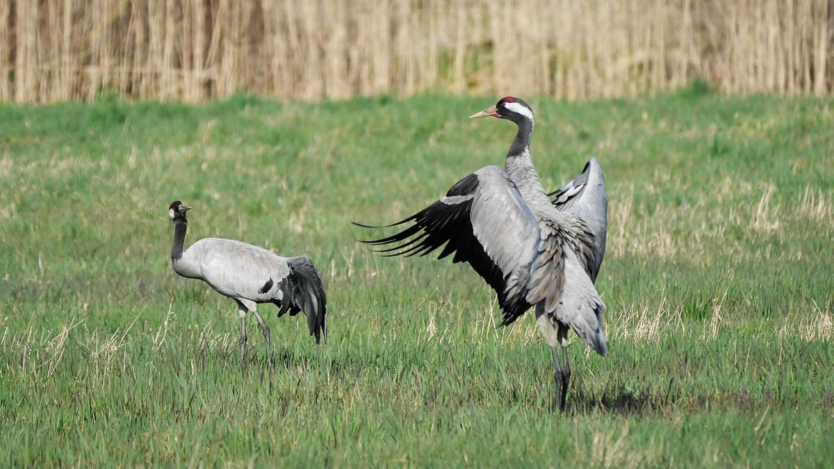 Un par de grullas realizando su danza en Großziethen, cerca de Berlín, Alemania