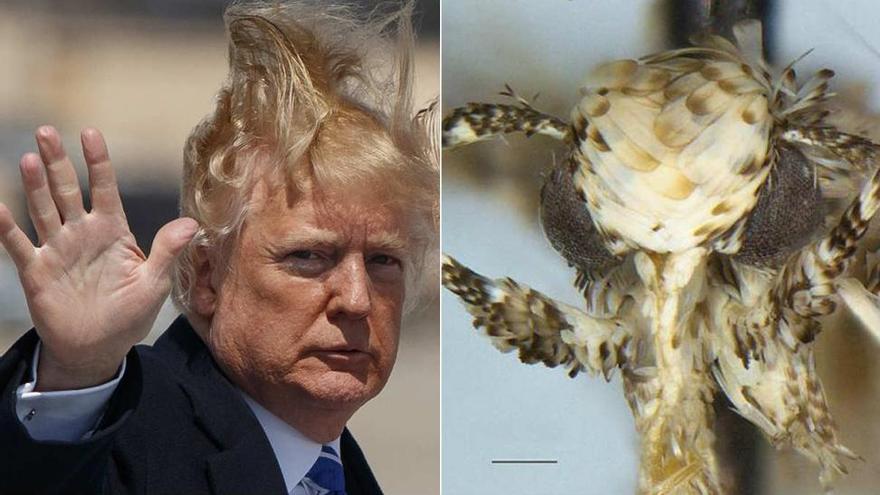 Donald Trump da nombre a una polilla con tupé rubio y pene diminuto