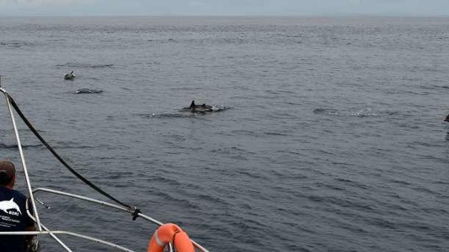 Los delfines comunes localizados el jueves.