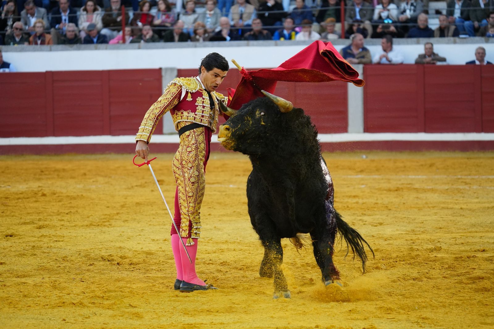 El festejo taurino de Pozoblanco, en imágenes