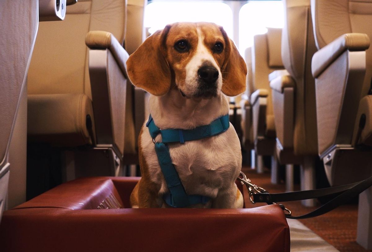 Pet friendly, a shipping company for everyone
