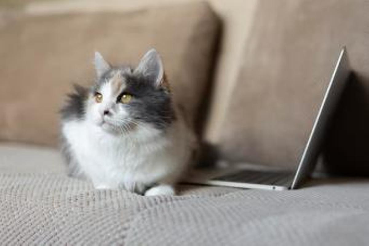 L'afició del teu gat amb el portàtil