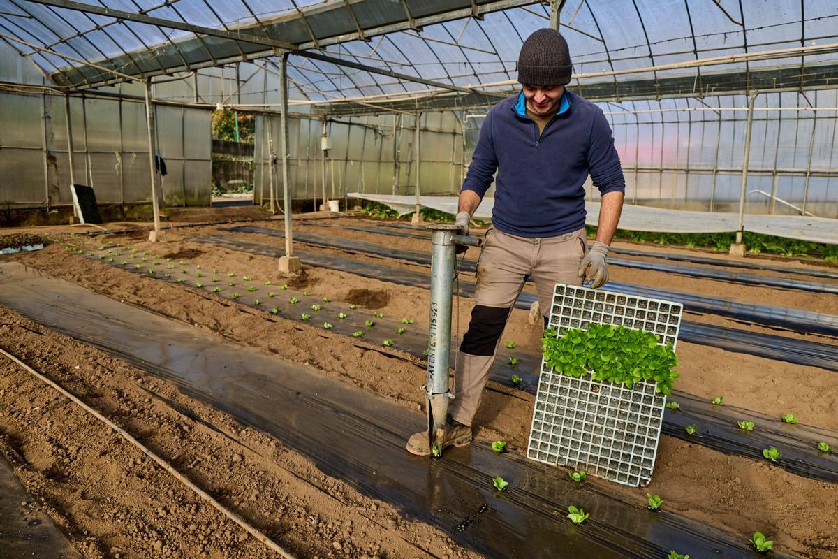 Un dels treballadors de l'empresa en l'hivernacle construït per l'avi Esteve.
