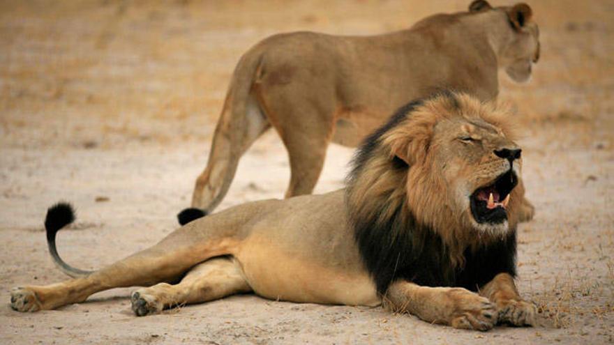 La triste muerte del león &#039;Cecil&#039;