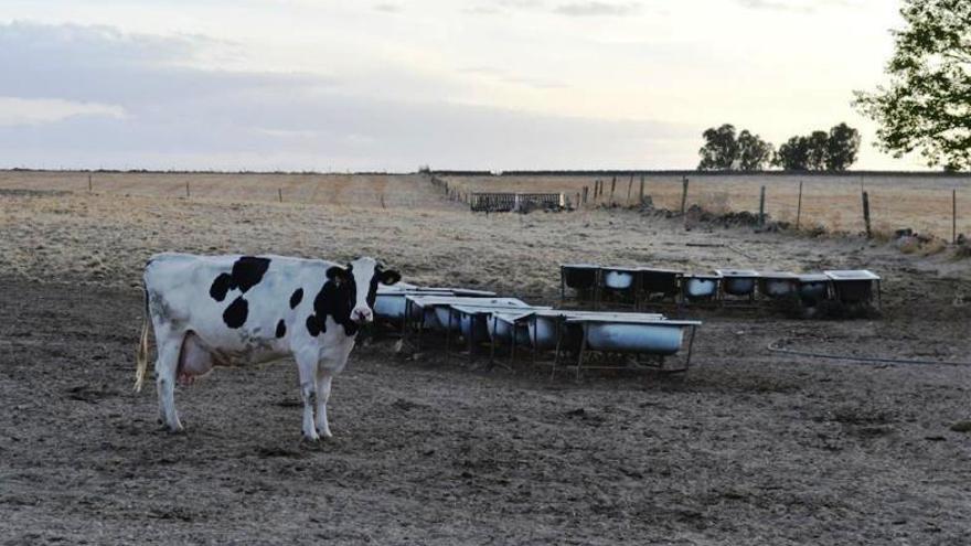 Asaja alerta de la falta de pastos en las explotaciones agrarias y ganaderas