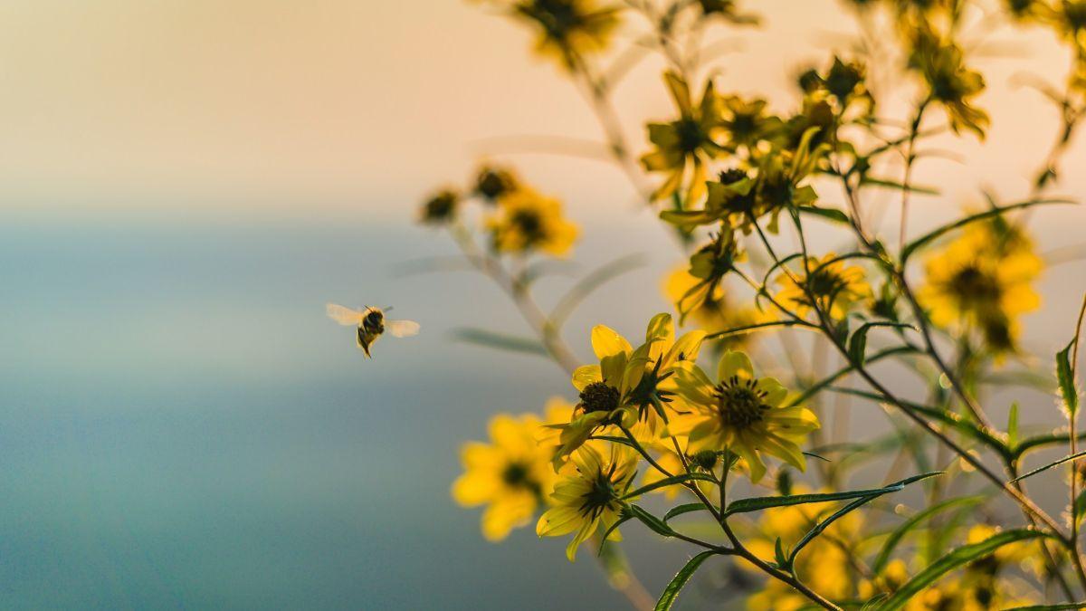 Un estudio basado en más de cuatro millones de registros revela que la mayoría de las abejas silvestres de Europa está en declive desde 1921.