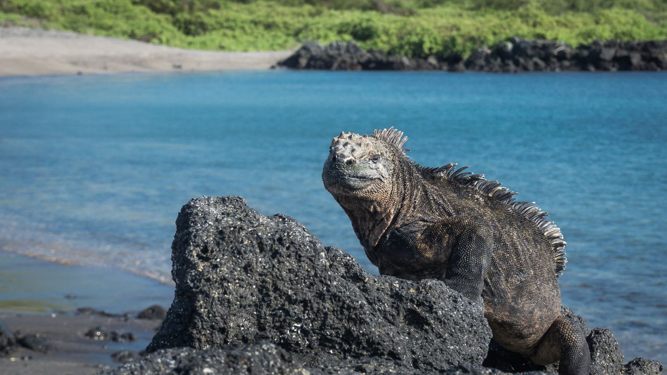 Iguana marina en Bahía Urbina, Isabela, Galápagos.