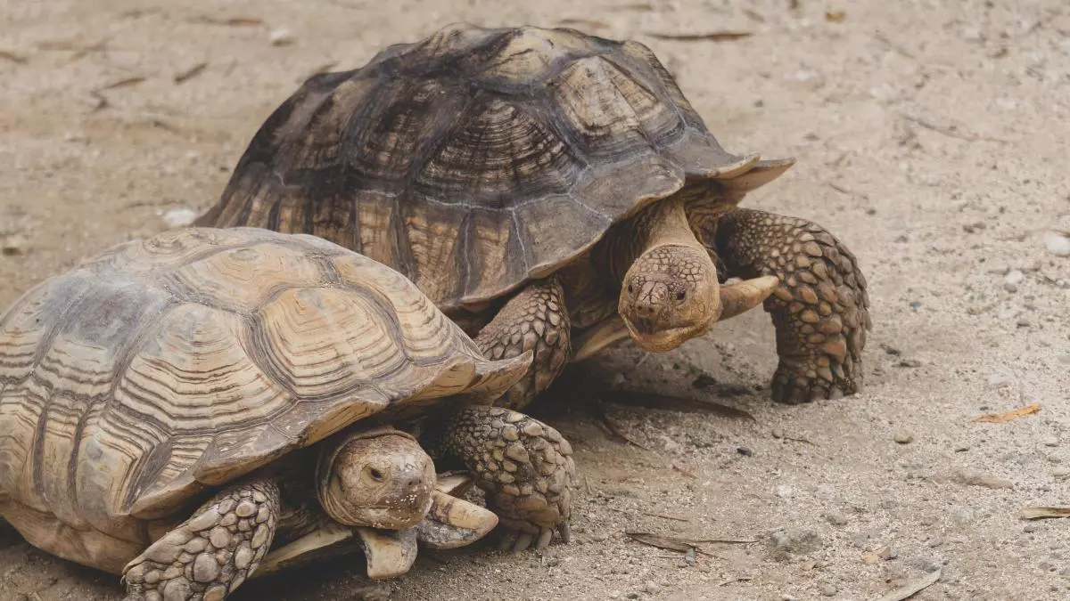 Fracasaron plantando árboles en el Sáhara, pero 500 tortugas lograron lo que parecía imposible cinco años después