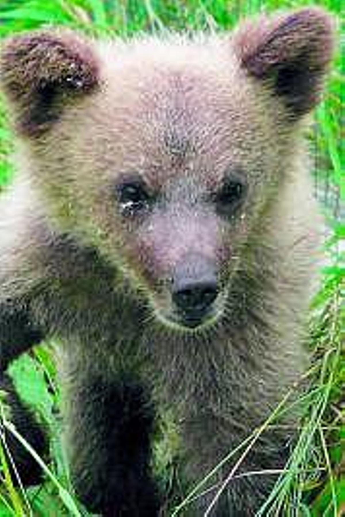 «Villarina», grande como un oso