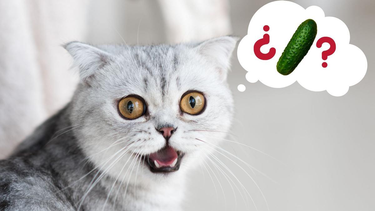 GATO | ¿Por qué los gatos tienen miedo a los pepinos?