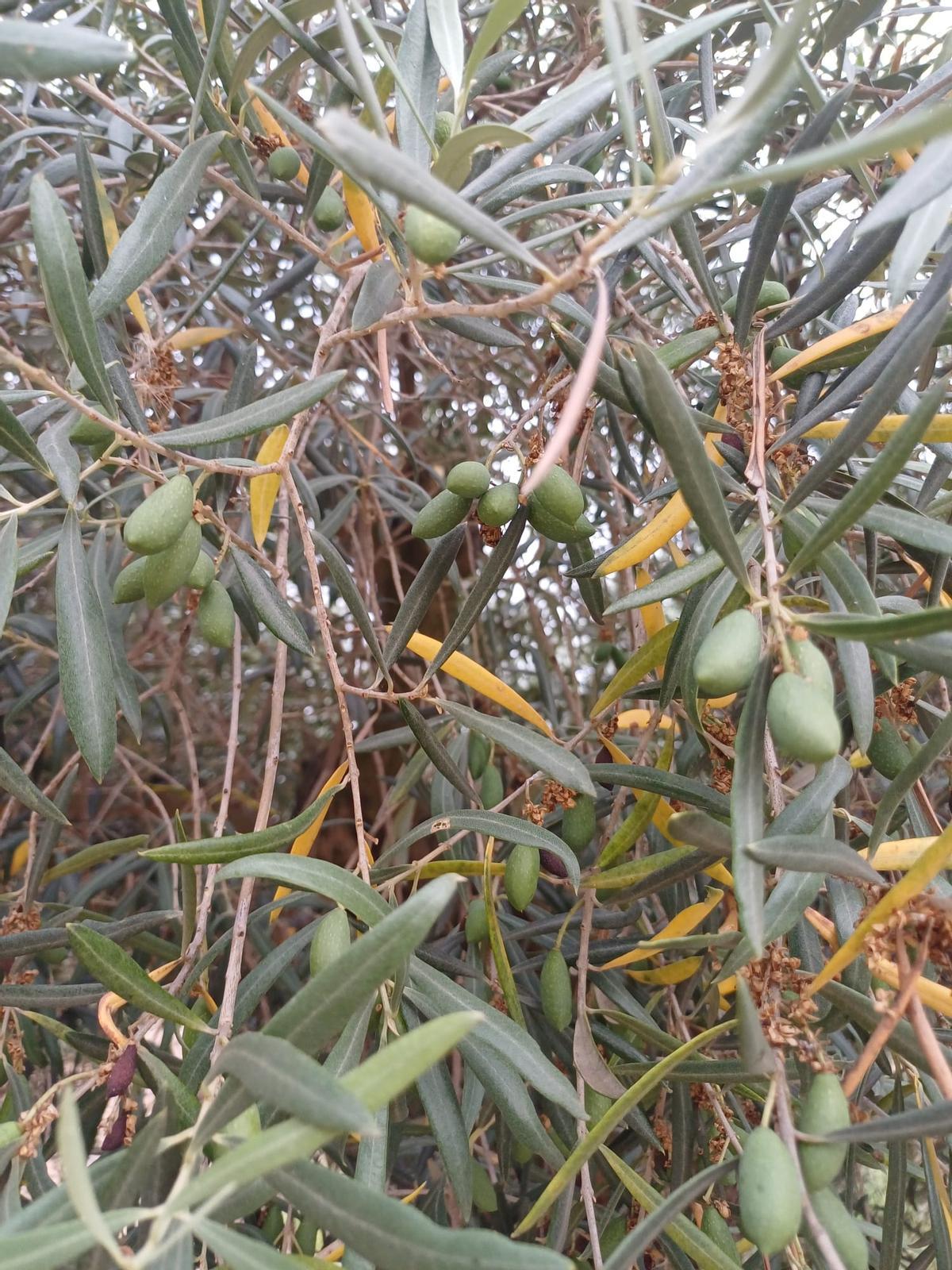 Las hojas amarillas en los olivos son síntomas de falta de agua y exceso de calor