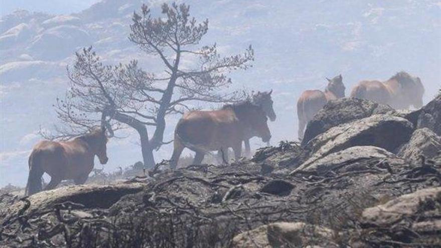 Así salvó un bombero piloto a 27 caballos que iban a morir abrasados