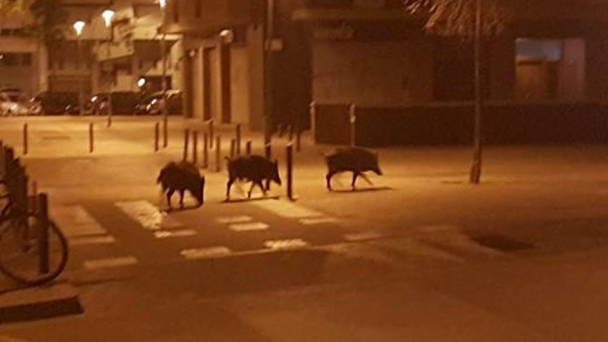 Tres senglars ronden de nit per la ciutat de Girona