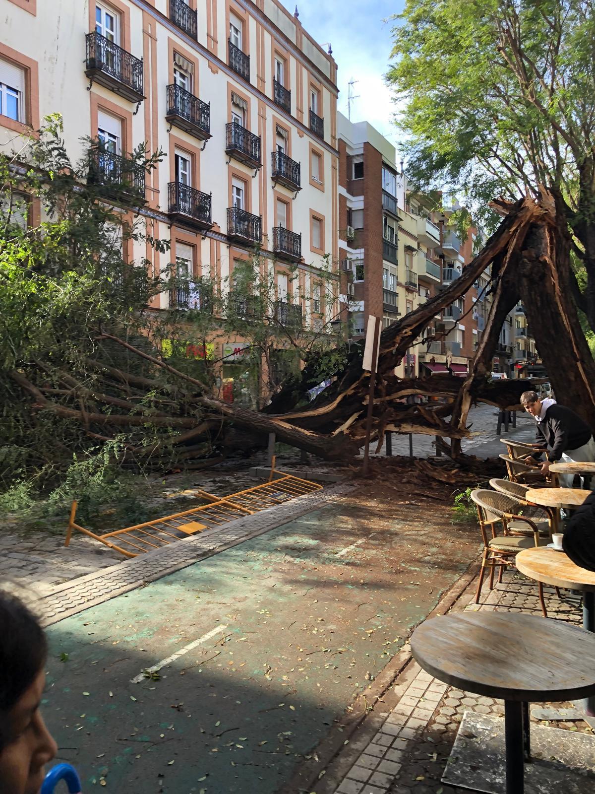 FOTOGALERÍA | Una palmera cae sobre un coche en Kansas City y un árbol se desploma en San Jacinto