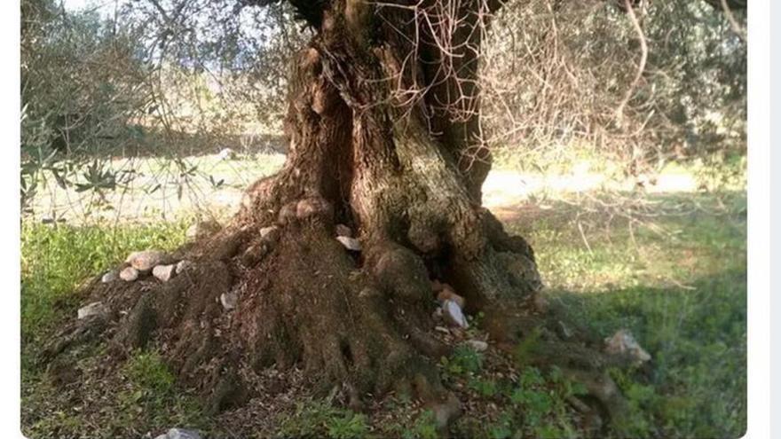 Olivos milenarios de Castelló, a la venta en Wallapop por 60.000 euros