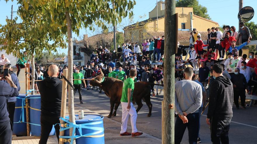 Los mejores detalles del primer &#039;bou en corda&#039; de Santa Bárbara tras el covid