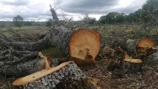 Ecologistas solicita la paralización cautelar de las talas en Ferreras de Abajo que podrían infringir la ley de montes