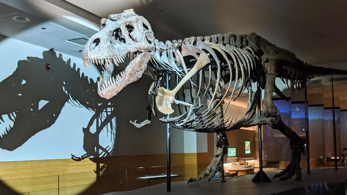 Los huesos de los dinosaurios hablan de su pasado.