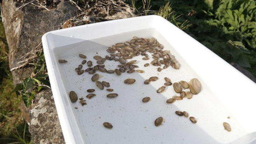 Alliberen juvenils de nàiades criats en captivitat a 27 nous punts de tot Girona