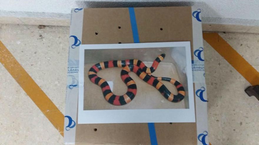La Policía Local captura una serpiente de un metro y medio en una vivienda de Elda