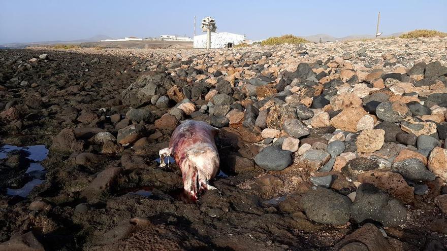 Encontrado un delfín muerto varado en una playa de Fuerteventura