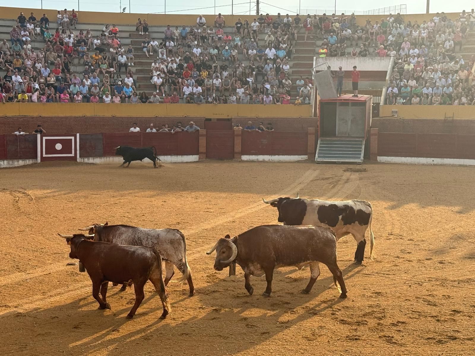 GALERÍA | Presentación de los toros de las fiestas de Fuentesaúco