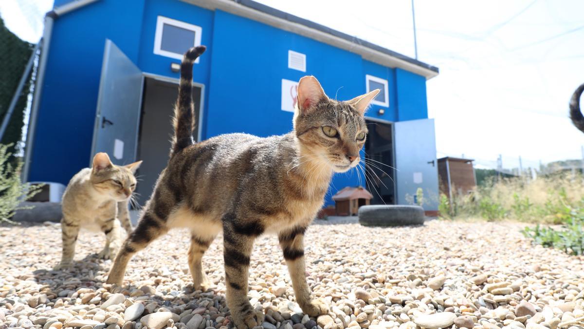 Dos gatos del Centro Municipal de Protección Animal de Zaragoza.