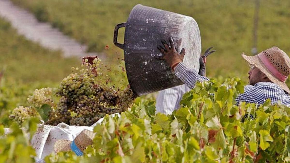 Un trabajador participa en la vendimia