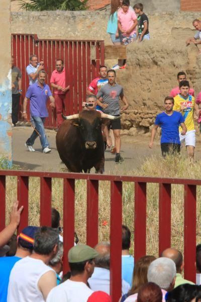 Toros bravos en Vadillo de la Guareña