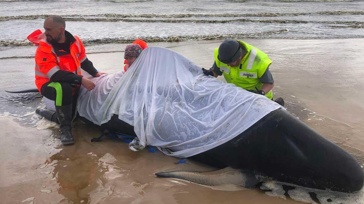 Aumentan a más de 470 las ballenas varadas en el sur de Australia. En la foto, el rescate de una de ellas.