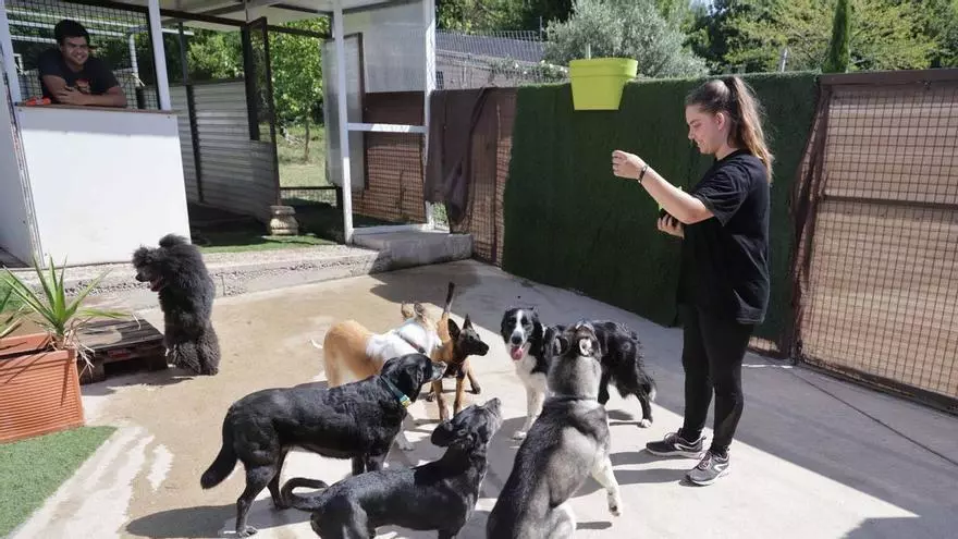 Vigueses dejan a sus mascotas en alojamientos caninos para irse de vacacione