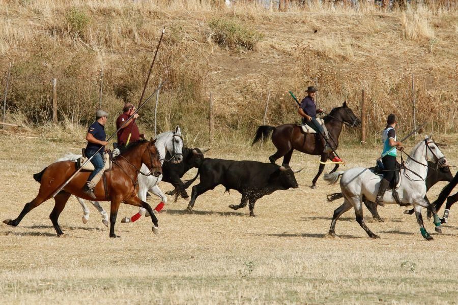 Fiestas en Zamora: Espantes en Fuentelapeña