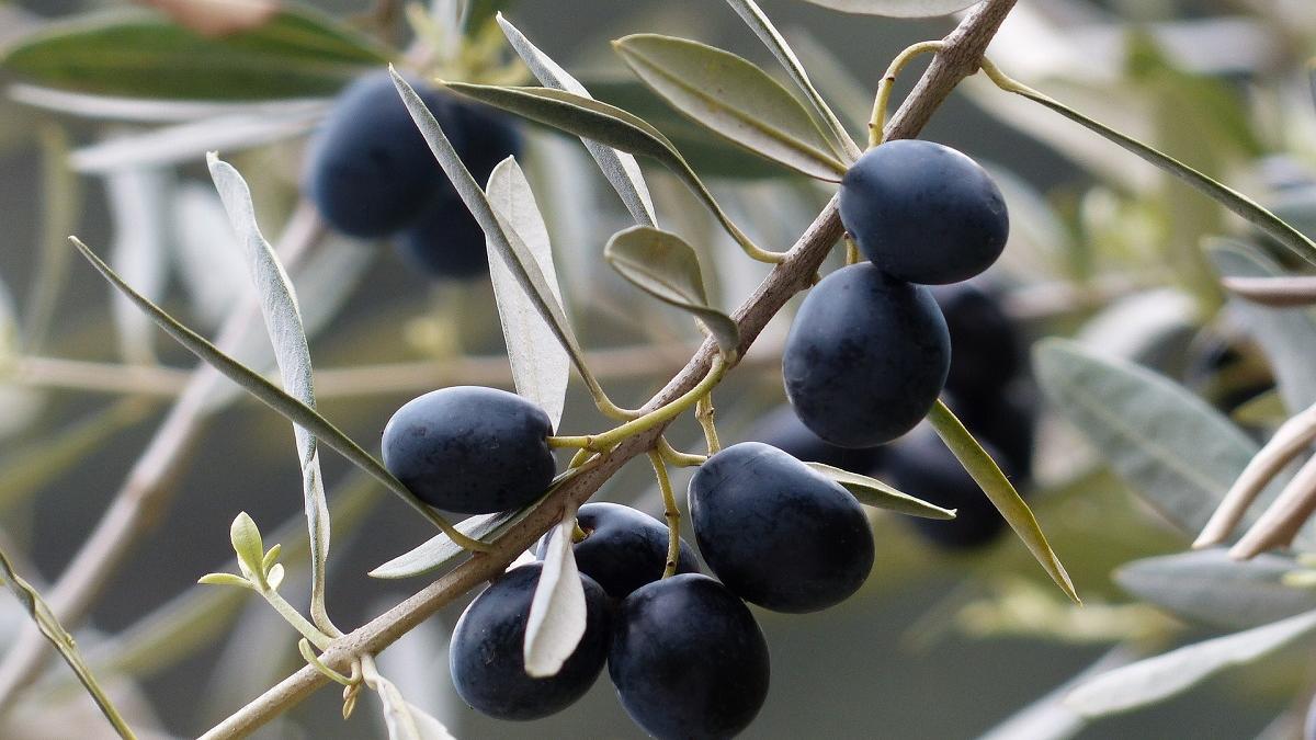 Aceite de orujo de oliva: disminuye el colesterol, la obesidad y la resistencia a la insulina