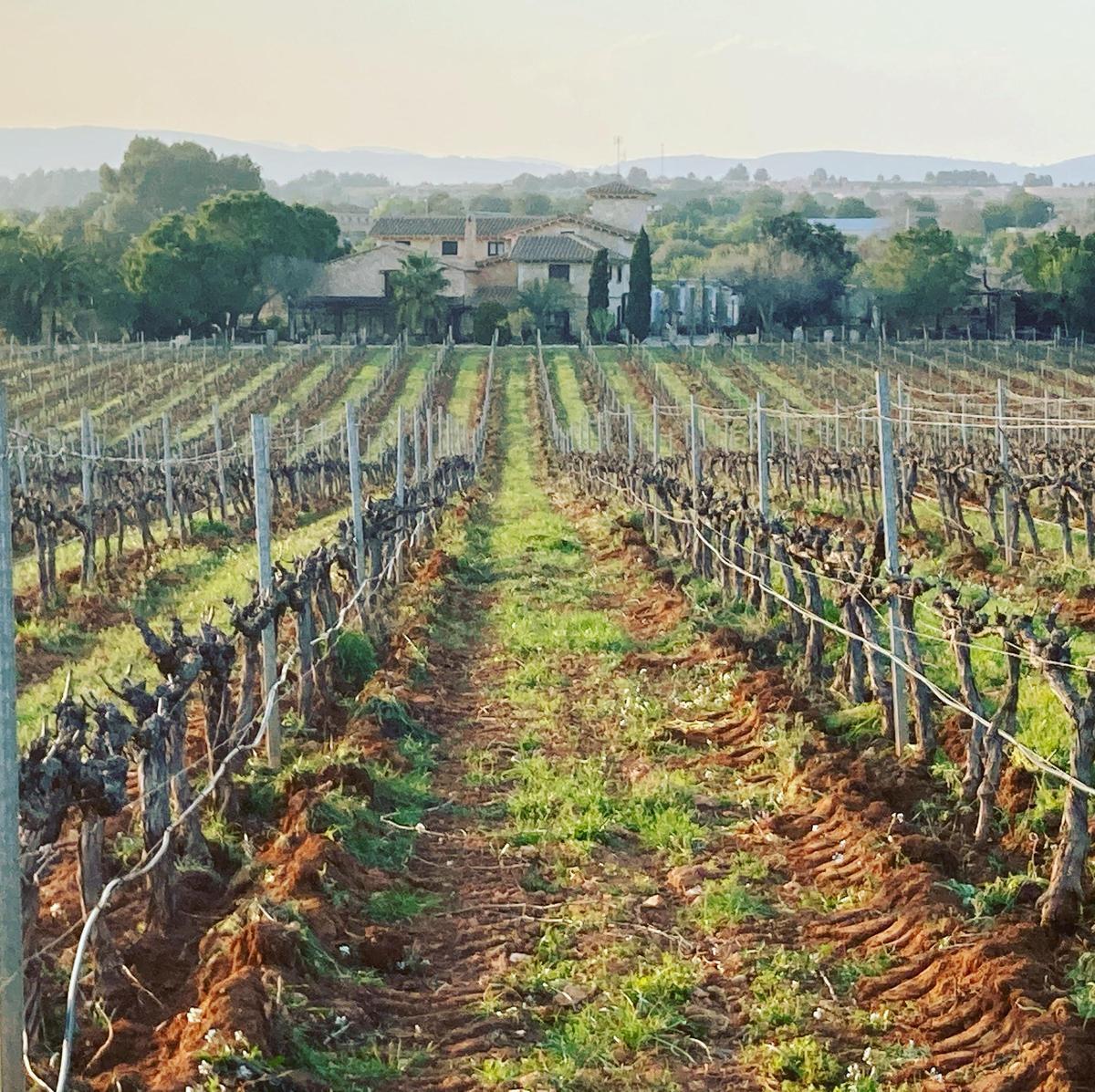 El evento tendrá lugar en el Clos d’Esgarracordes, un viñedo rodeado de naturaleza en les Useres.