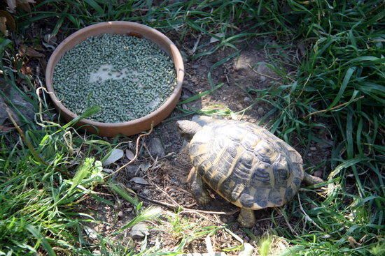 Un exemplar de tortuga mediterrània a les instal·lacions del Centre de Reproducció de Tortugues de l'Albera