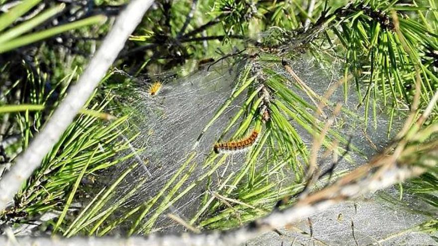 Eruga de la processionària en un pi