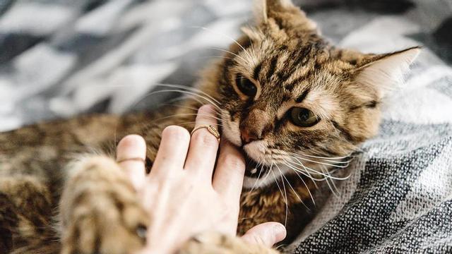 La mordedura de gato, un riesgo potencial para los humanos.
