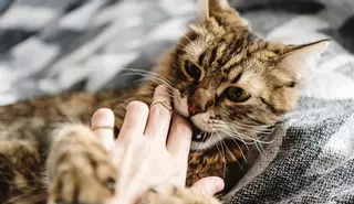 ¿Por qué debes ir al médico si te muerde un gato?