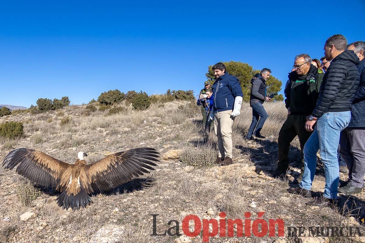 Suelta de dos buitres leonados en la Sierra de Mojantes en Caravaca