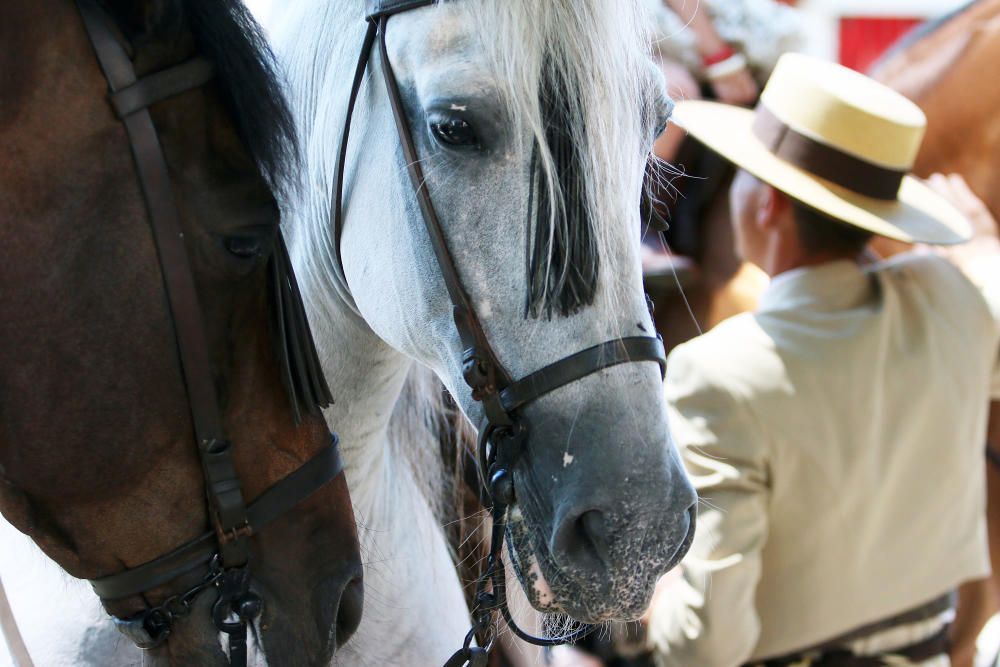 Caballos en el Real de la Feria