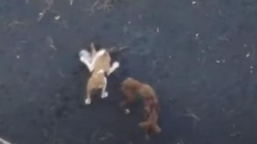 Son cuatro los perros atrapados en los estanques de La Palma y alimentados por drones