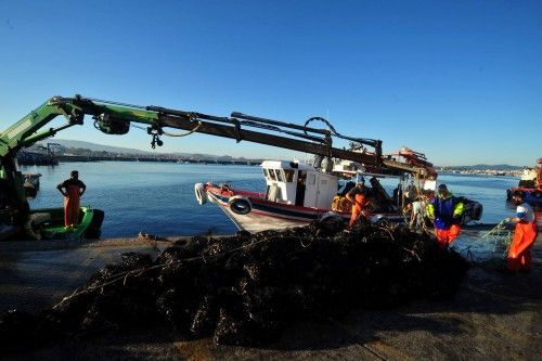 El mejillón recupera el pulso al verano y sus descargas colapsan los muelles gallegos